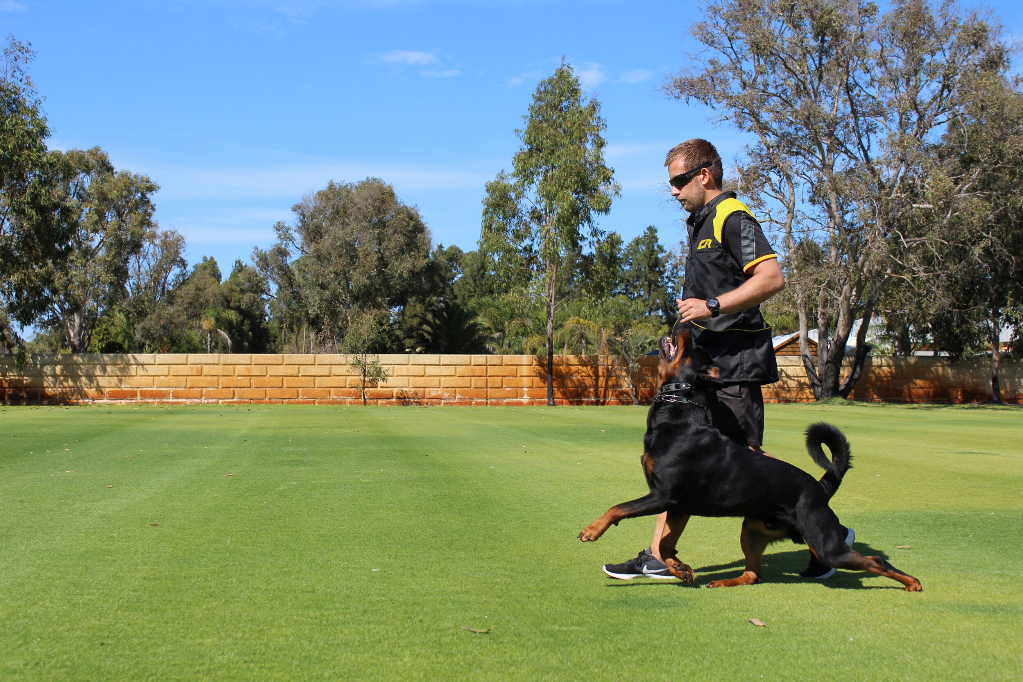 Sydney’s Canine Triumph: Elevating Training With Advanced Techniques And Dazzling Tricks