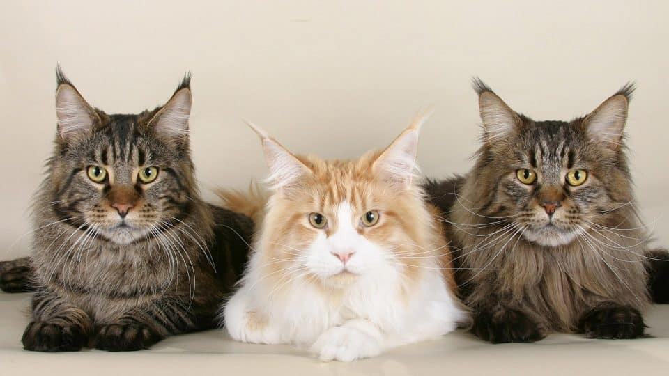 Maine Coon Fur