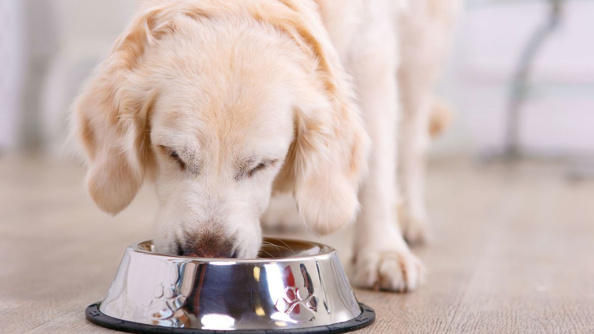 Chilly Climate Pet Consideration