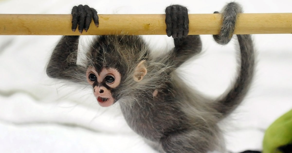 Arachnid Monkey Care and Data