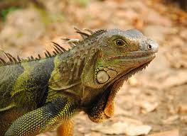 10 Fascinating Facts About Iguanas That Will Blow Your Mind