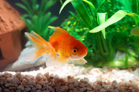 The Importance of Filtration: Does Your Goldfish Really Need It?