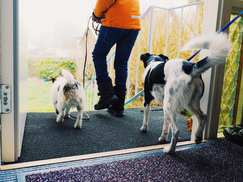 Home Security and Safety Considerations During Dog Sitting