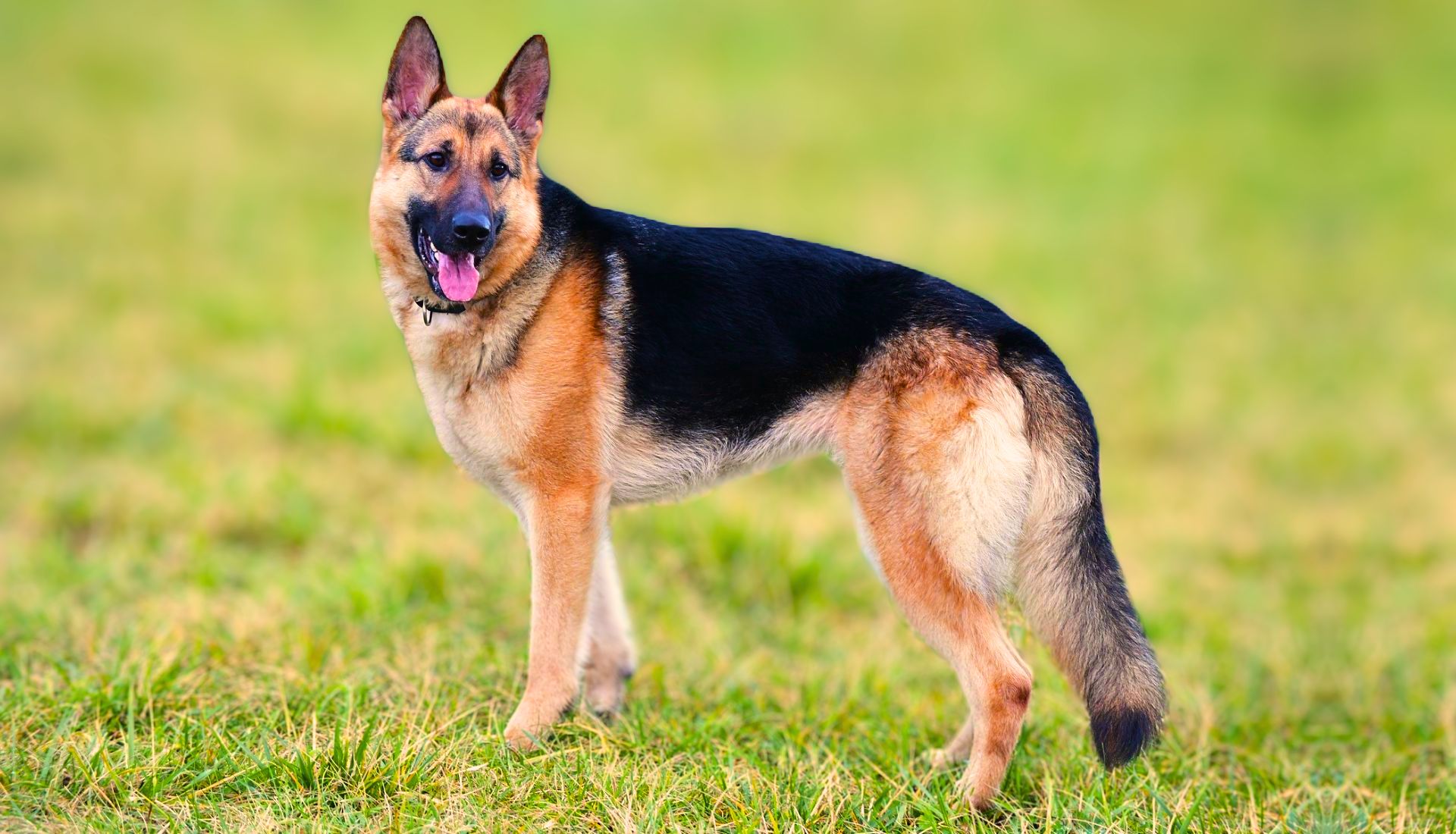 The Working GSD: A Breed Apart
