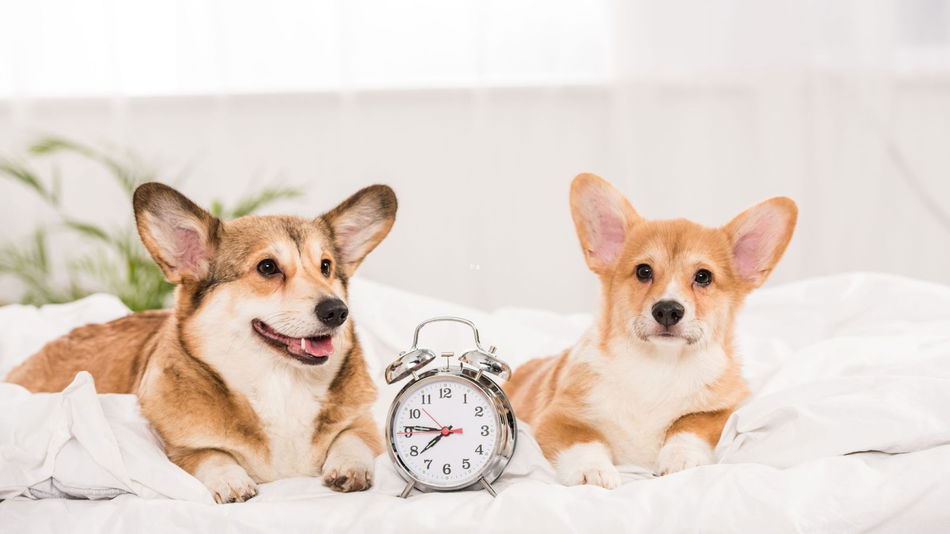 The Science of Dog Time: How Canine Companions Perceive the Passage of Time